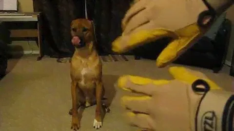 Petzl Cordex Belay Gloves vs. Rhodesian Ridgeback